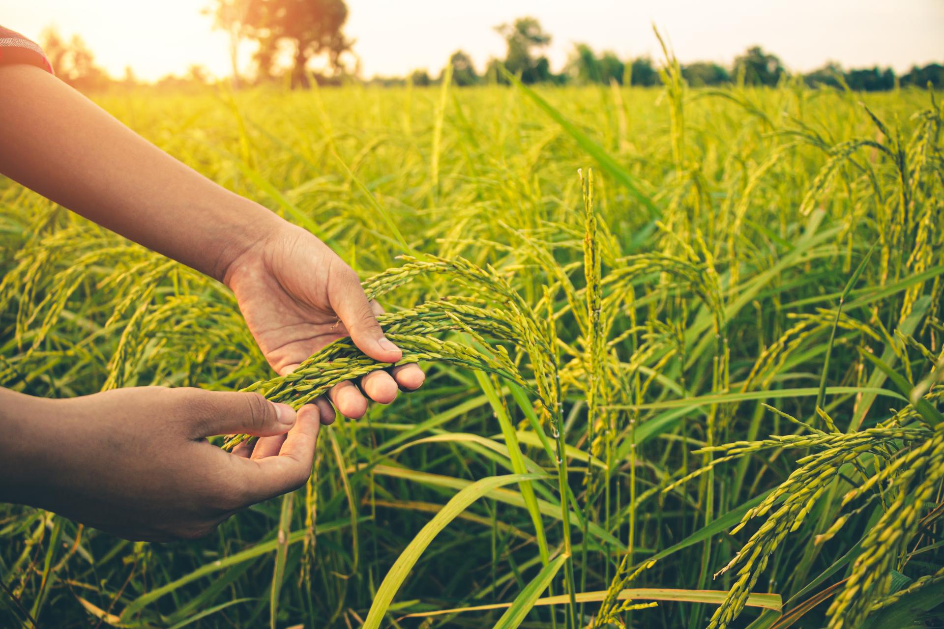 追肥のタイミング | 福井の農薬散布ならRe:Agri